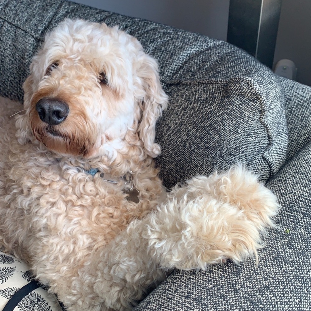 Meet your Posher, Rachel